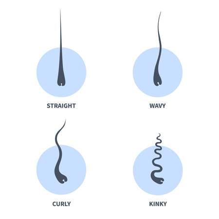 Straight, wavy, curly, kinky hair types classification system set. Detailed human hair growth style chart. Health care and beauty concept. Vector illustration.のイラスト素材