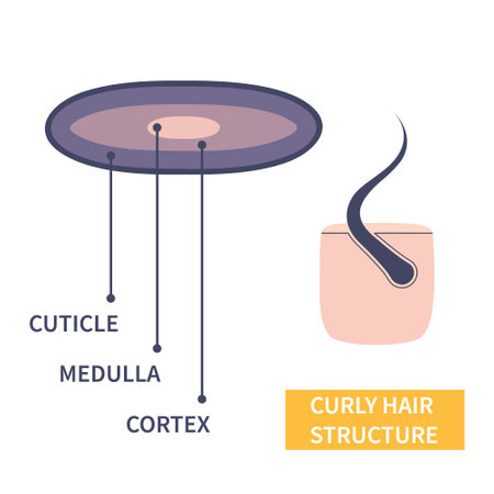 Curly hair strand layers anatomy. Hair shaft cross-section under the microscope. Follicle with elliptical shape fibers structure closeup. Medical educational symbol. Science vector illustration.のイラスト素材