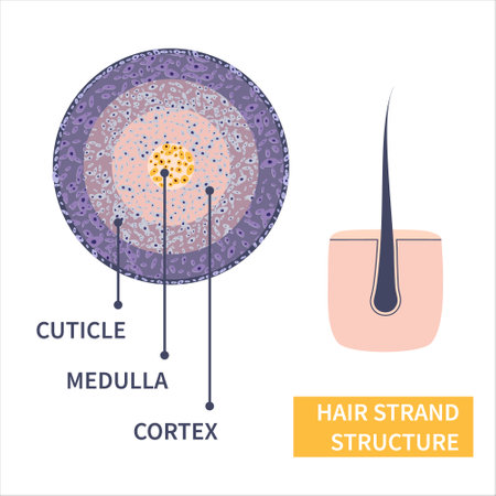 Hair strand cross-section under the microscope. Follicle anatomical structure closeup. Removal, treatment and transplantation concept. Medical educational symbol. Body anatomy vector illustration.のイラスト素材