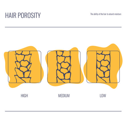 Hair porosity types classification set. Strand with low, normal and high cuticle porosity. Anatomical structure linear scheme. Outline vector illustration.のイラスト素材