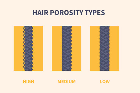 Hair porosity types classification set. Strand with low, normal and high cuticle porosity. Anatomical structure scheme vector illustration.のイラスト素材