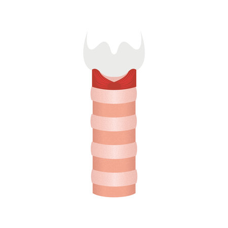 Human trachea icon. Tracheal tube anatomy and function. Tracheitis and stenosis disorder. Esophagus and upper respiratory tract. Medical diagram. Isolated flat vector illustration.のイラスト素材