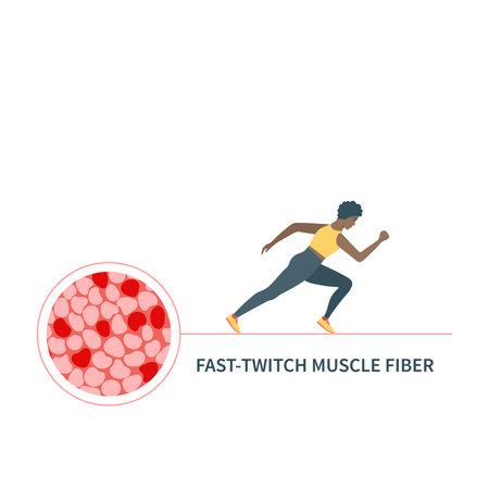 Human skeletal muscle fiber types. Fast twitch white muscular tissue structure typical for anaerobic exercise. Sport and health concept. Medical vector illustration.のイラスト素材