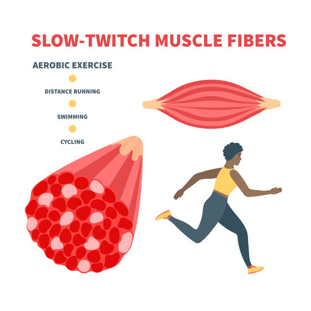 Slow twitch red muscle fiber type. Human skeletal muscular tissue structure for endurance training. Sport and health concept. Medical vector illustration.のイラスト素材