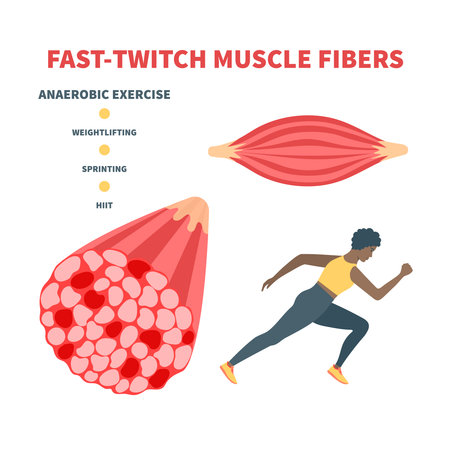 Human skeletal muscle fiber types. Fast twitch white muscular tissue structure typical for anaerobic exercise. Sport and health concept. Medical vector illustration.のイラスト素材