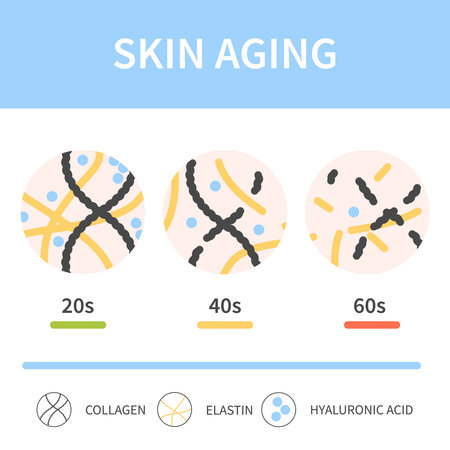 Skin aging process showing reduction of collagen, elastin and hyaluronic acid cells with time. Skin firmness and elastisity changes. Beauty and wellness concept. Medical vector illustration.のイラスト素材