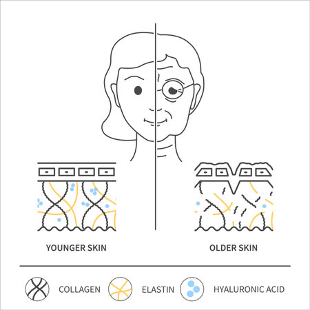 Collagen and aging. Skin changes in younger and older woman. Skin cross-section showing collagen, elastin and hyaluronic acid cells. Beauty and wellness concept. Medical vector illustration.のイラスト素材