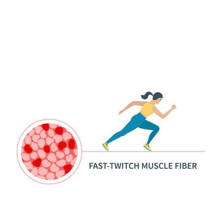 Human skeletal muscle fiber types. Fast twitch white muscular tissue structure typical for anaerobic exercise. Sport and health concept. Medical vector illustration.のイラスト素材
