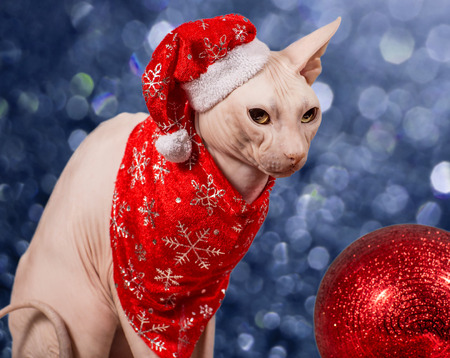 purebred cat dressed as Santa Clausの写真素材