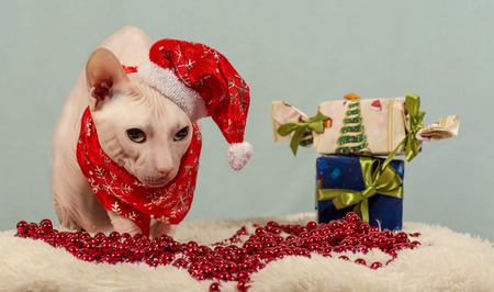 purebred cat dressed as Santa Clausの写真素材