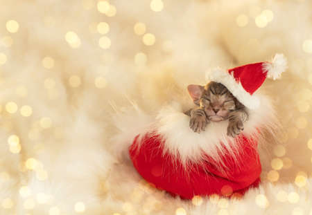 a small striped kitten in a Christmas hat in a gift boot, against the background of golden lightsの写真素材