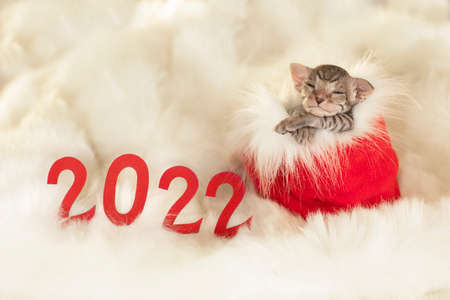 small striped kitten sleeping in Santas boot next to the 2022 numbersの写真素材