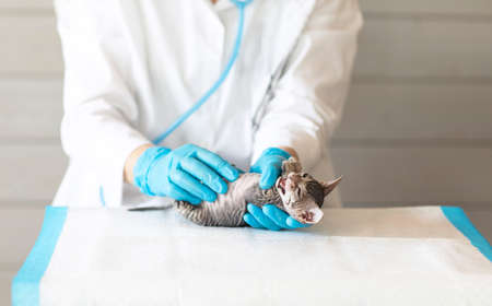 A small gray kitten at the reception in the clinic at the veterinarian for examinationの写真素材
