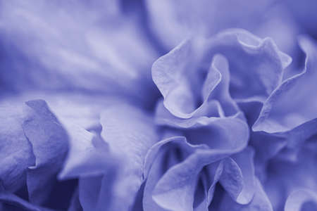 Very Perti color 2022, macro photo petals of a flower. High quality photoの写真素材