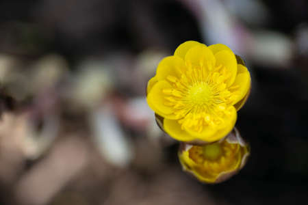 spring primroses adonis seaside, first flowers