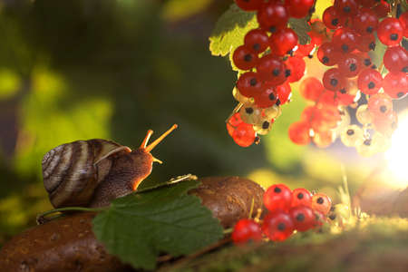 the snail sitting on the stone reaches for the berries of red currantsの写真素材