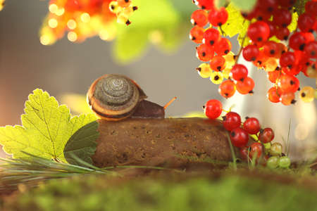 the snail sitting on the stone reaches for the berries of red currantsの写真素材