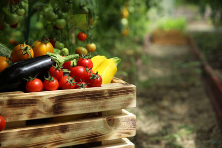 fresh vegetables in a wooden box, close-upの写真素材