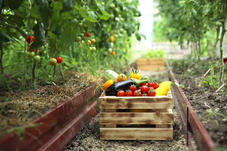 ripe vegetables in a box that stands in the greenhouseの写真素材