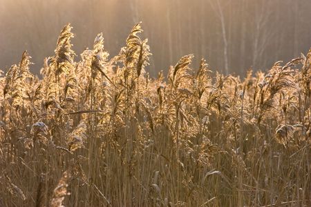 Covered by snow bulrush at sunset