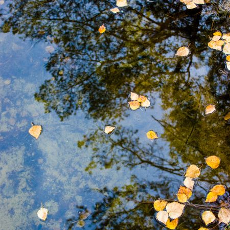 Sky and trees reflected in a forest lake surface