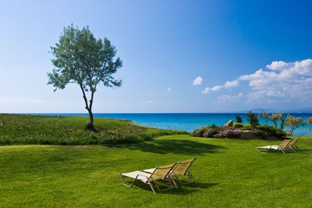 Olive tree and lounge chairs on the beachの写真素材