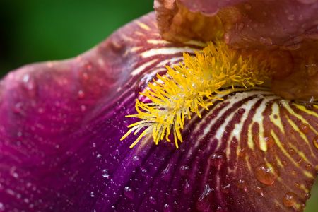 Purple iris flower with water droplets macro shotの写真素材