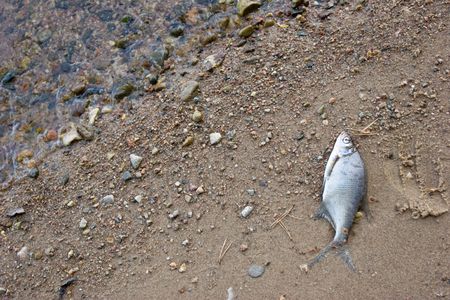 Dead poisoned  fish on a river shoreの写真素材