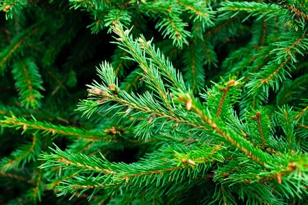 Green prickly fir tree branches background