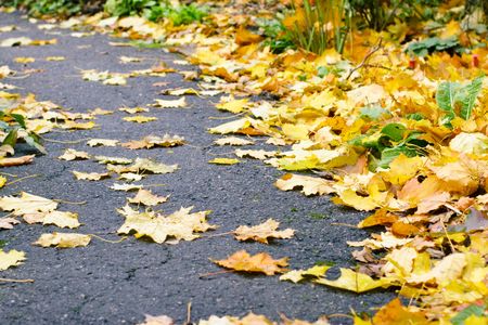 Maple leaves on pavement backgroundの写真素材