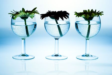 Gerbera flowers in wine glasses with waterの写真素材