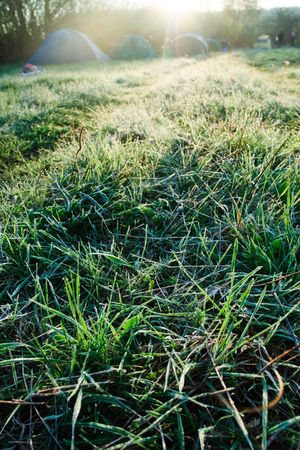 Grass with rime and dew drops in a morning light with camping in backgroundの写真素材