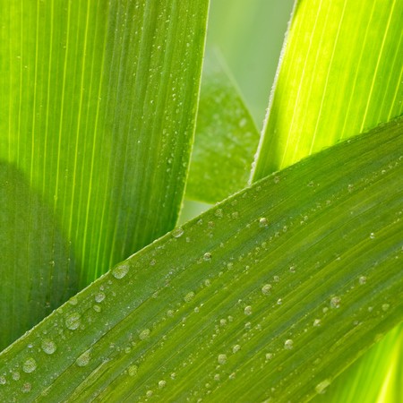 Iris flower blades with water drops