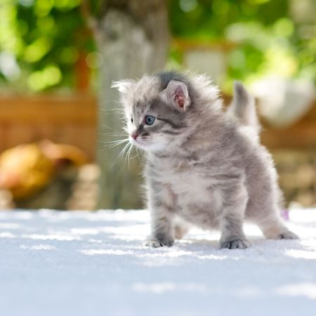 One month age walking kitten, shallow DOFの写真素材