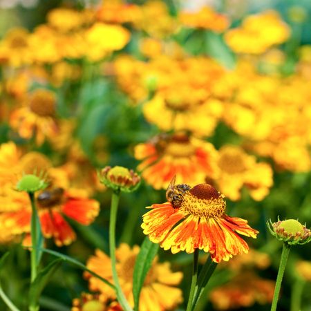 Bee on yellow flower, shallow DOFの写真素材