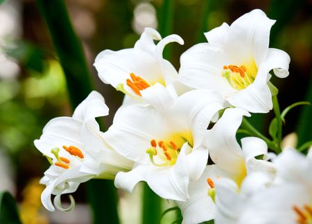 White Easter Lily flowers in a garden, shallow DOFの写真素材