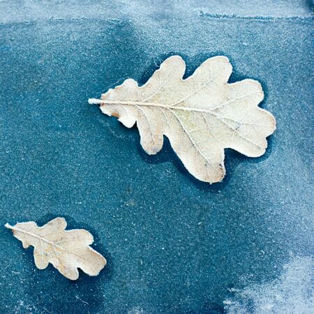 Frozen oak leaves on blue background