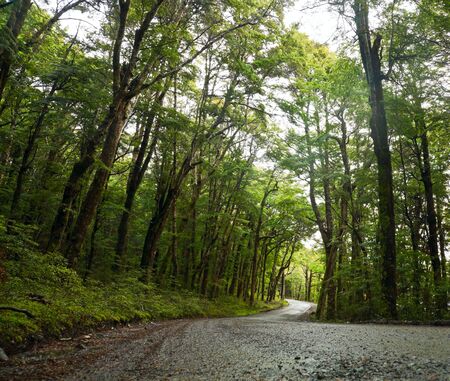 Dirt road through dense rainforest at New Zealandの写真素材