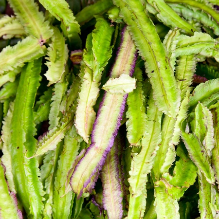 Vegetable stall in Sri Lanka with exotic Winged Bean also known as the Goa bean and Asparagus Peaの写真素材