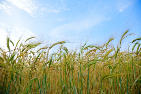 Wheat field against blue sky