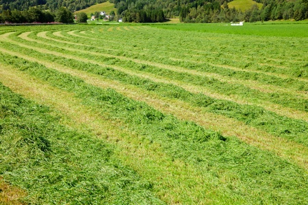 Windrows of freshly cut hay ready for making silage balesの写真素材