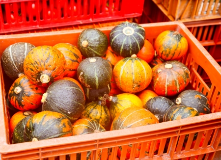 Harvested red and green pumpkins in container for sale in Taiwanの写真素材
