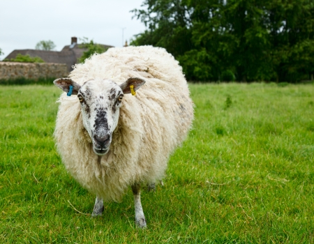 Sheep grazing at pasture in Englandの写真素材
