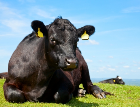 Black Aberdeen Angus cow at pasture in Englandの写真素材