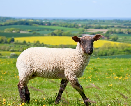 Sheep at a pasture in Englandの写真素材
