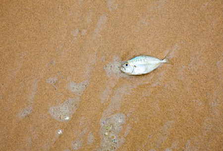 Dead fish on a sea shoreの写真素材