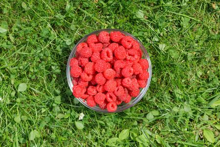Top view of a bowl of freshly harvested raspberries on a grass in a summer garden