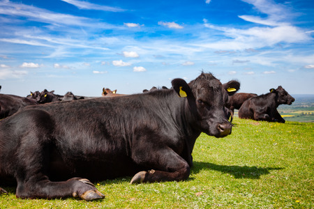 Black Aberdeen Angus beef cattle at pasture on the South Downs hill in rural Sussex, Southern England, UKの写真素材