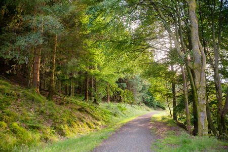 Scenic brideway or footpath through sunlit summer forest in Scotland UKの写真素材