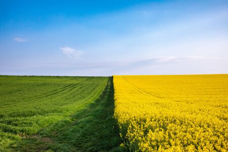 Bavarian spring rural landscape with edge between green grass and yellow rapeseed field, Germany,...